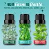 imageGuruNanda Sleep Essential Oil Set Pack of 3 x 034 Fl Oz  100 Pure Natural ampamp Undiluted Cedarwood Frankincense ampamp Lavender Aromatherapy Oils for Diffuser  Perfect for Massages ampamp DIY RecipesBreathe EO  3 Pack